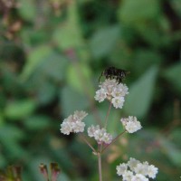 Boerhavia erecta L.
